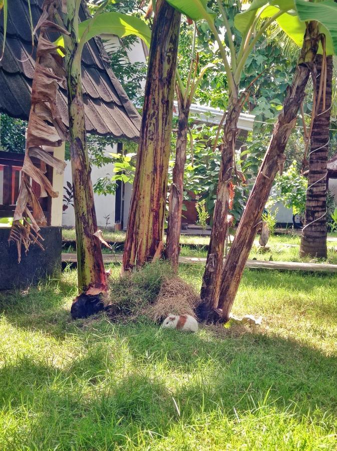 Follow The Rabbit Bungalow Gili Air Exterior photo